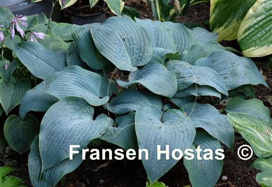 Hosta Mr. Blue